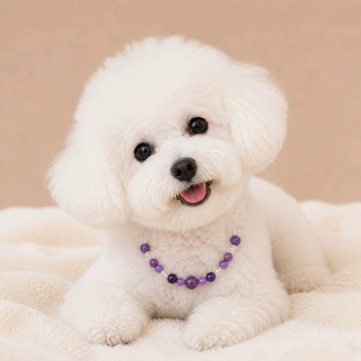 白色比熊犬佩戴紫色串珠项链